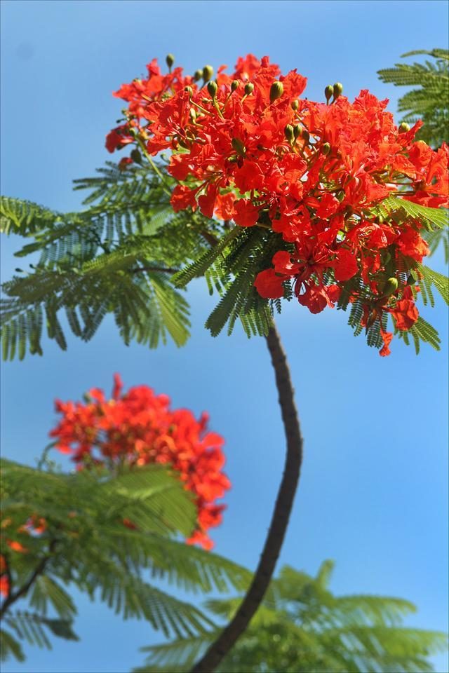 狀元紅，揭秘4987最準最快的秘密武器，狀元紅，揭秘最準最快的秘密武器 4987